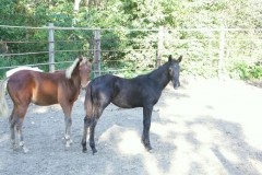 KONICA MINOLTA DIGITAL CAMERA