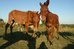 KONICA MINOLTA DIGITAL CAMERA