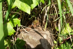 KONICA MINOLTA DIGITAL CAMERA