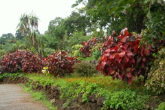 KONICA MINOLTA DIGITAL CAMERA