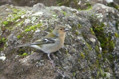 KONICA MINOLTA DIGITAL CAMERA