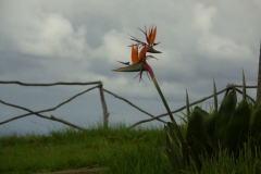 KONICA MINOLTA DIGITAL CAMERA