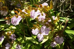 KONICA MINOLTA DIGITAL CAMERA