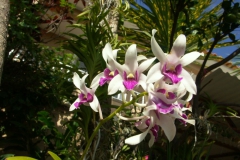 KONICA MINOLTA DIGITAL CAMERA