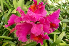 KONICA MINOLTA DIGITAL CAMERA