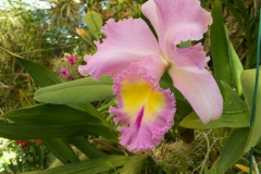 KONICA MINOLTA DIGITAL CAMERA