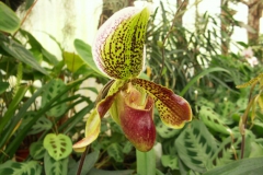 KONICA MINOLTA DIGITAL CAMERA