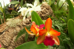 KONICA MINOLTA DIGITAL CAMERA