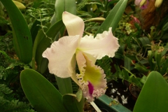 KONICA MINOLTA DIGITAL CAMERA