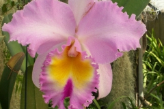 KONICA MINOLTA DIGITAL CAMERA