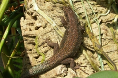 KONICA MINOLTA DIGITAL CAMERA