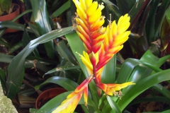 KONICA MINOLTA DIGITAL CAMERA