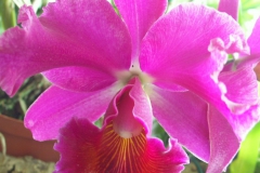 KONICA MINOLTA DIGITAL CAMERA