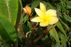 KONICA MINOLTA DIGITAL CAMERA