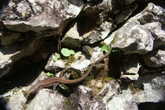 KONICA MINOLTA DIGITAL CAMERA