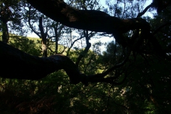 KONICA MINOLTA DIGITAL CAMERA