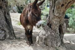 2022-05-Mallorca-128