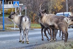 2024-Tromso-38
