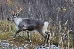 2024-Tromso-40