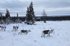 Lappland-103