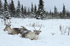 Lappland-109