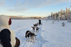 Lappland-217