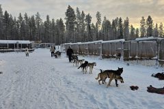 Lappland-229