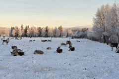 Lappland-329